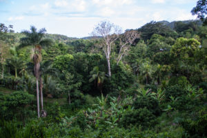 Mountainous Jamaican interior. Photo courtesy of Megan Evangeliste.