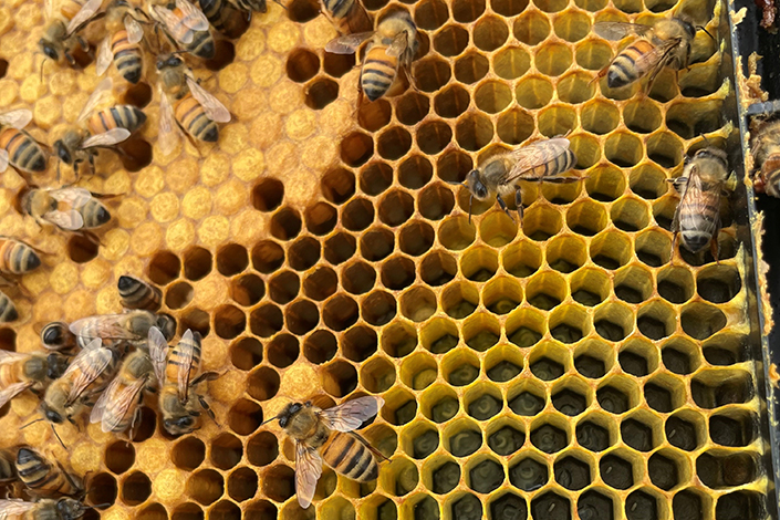 Beekeeping in West Virginia