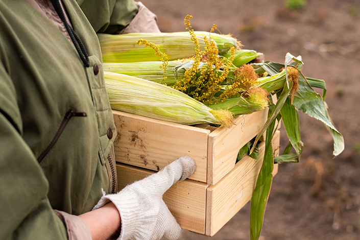 Food Deserts & Food Insecurity