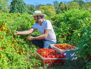 The Riverhawk Farm at WVU-P.